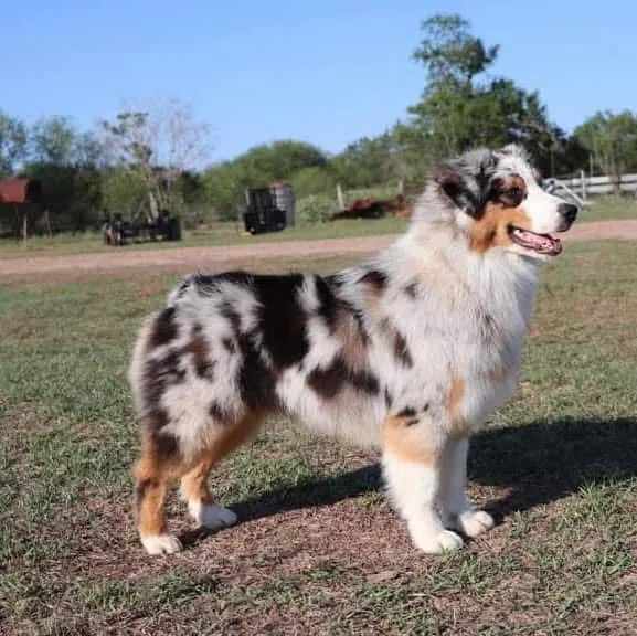 Adult blue merle Australian Shepherd in profile — BFF Aussies