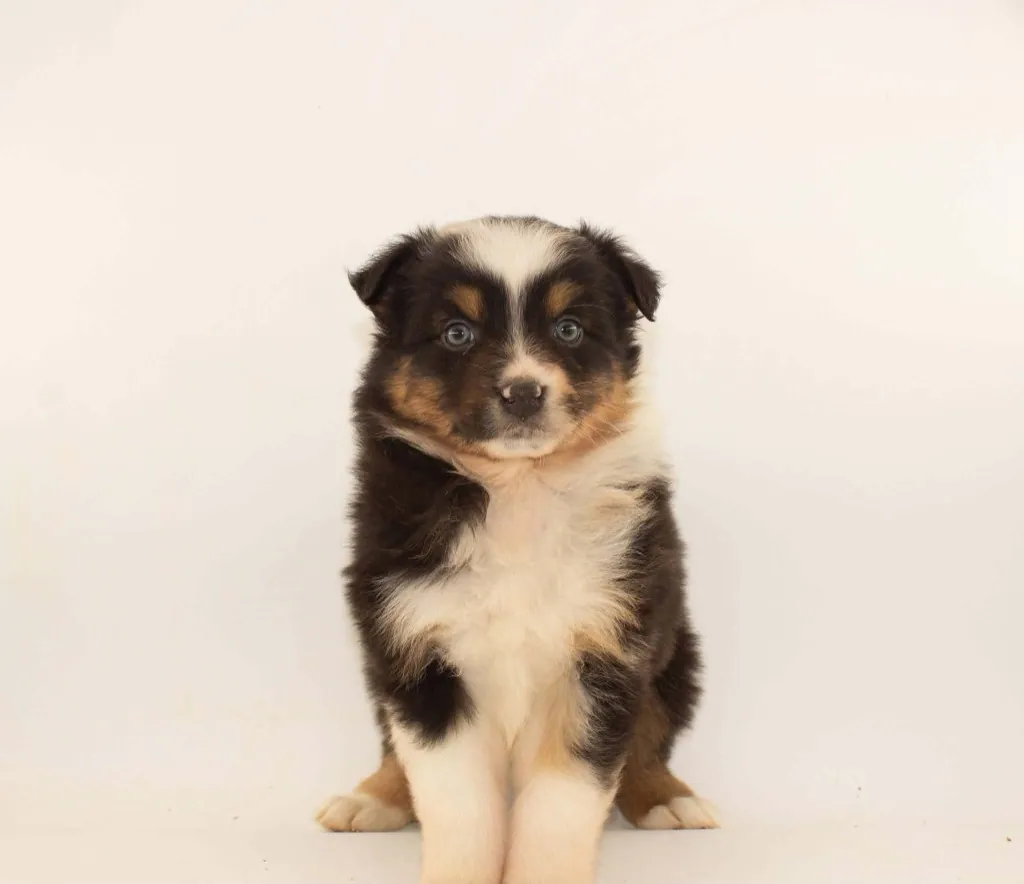 Tri-color Australian Shepherd puppy — BFF Aussies Guardian Home Program