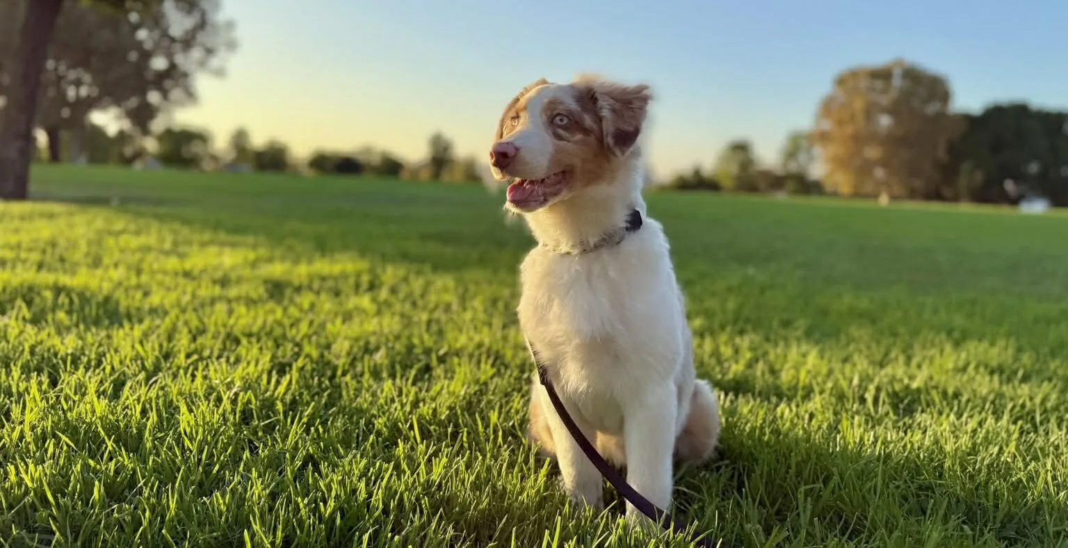 Australian Shepherd with family — BFF Aussies Guardian Family Portal