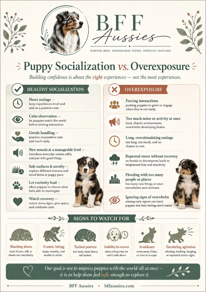Puppy Socialization vs. Overexposure