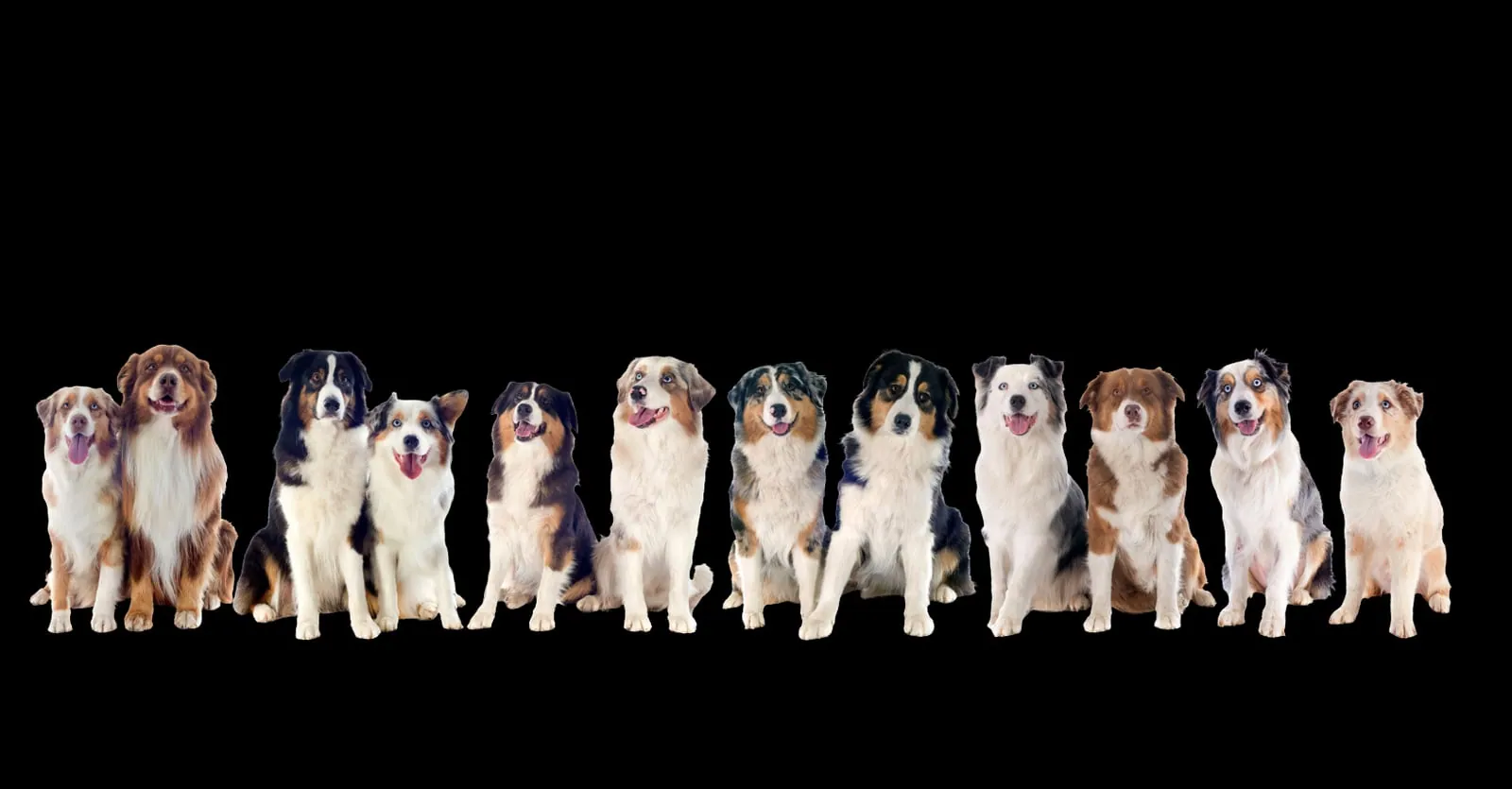 Guardian family with their Australian Shepherd