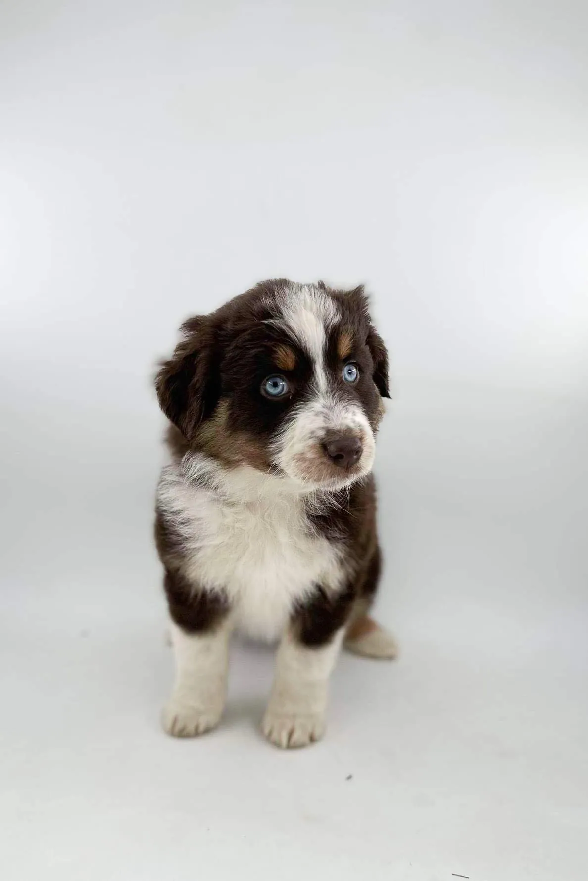 Annika portrait — BFF Aussies