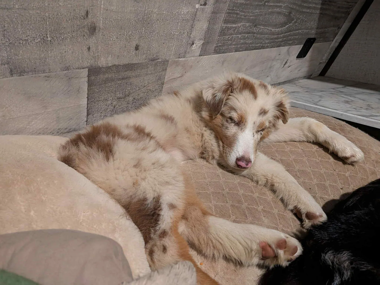 Dakota — BFF Aussies