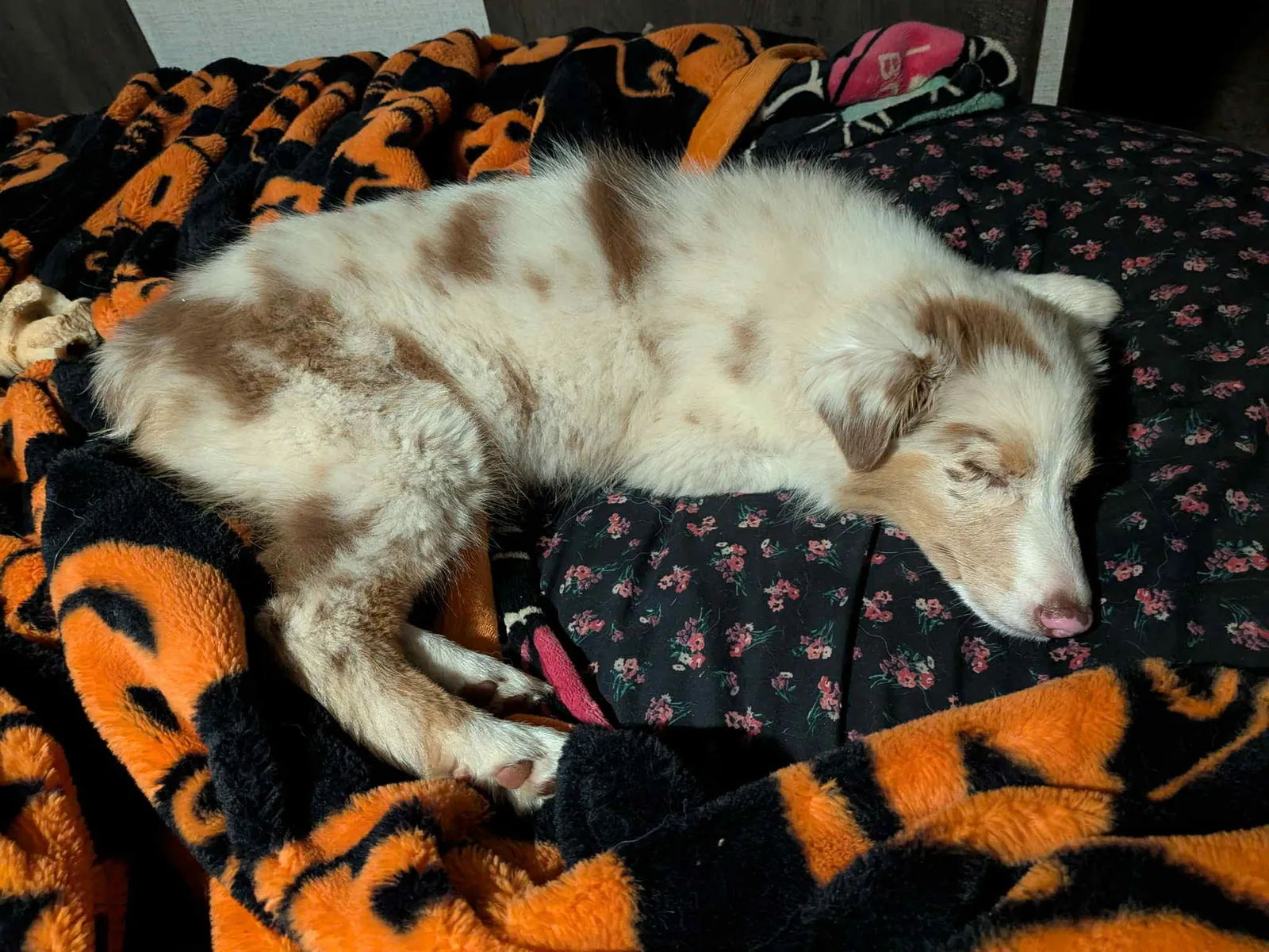 Dakota portrait — BFF Aussies
