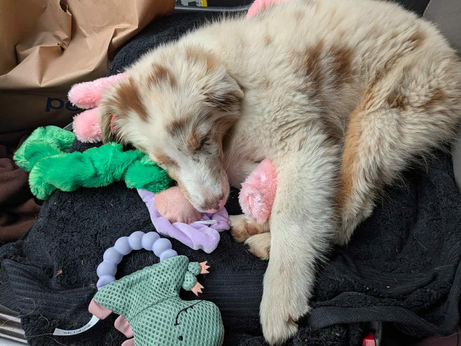 Dakota playing — BFF Aussies