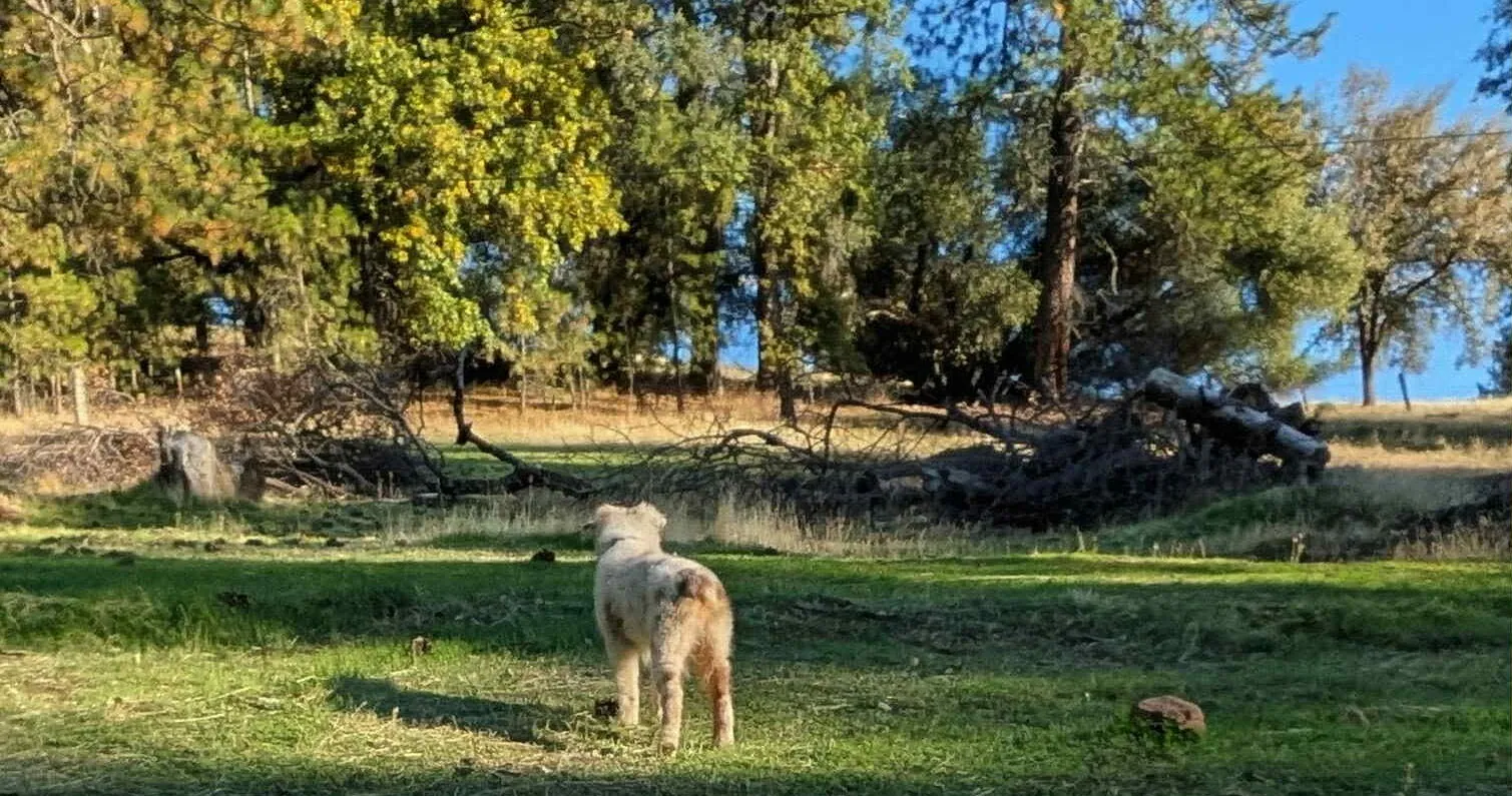 Dakota — BFF Aussies hopeful