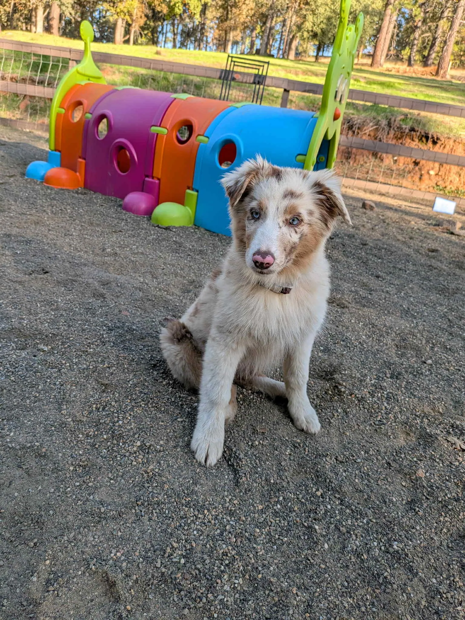 Dakota — BFF Aussies