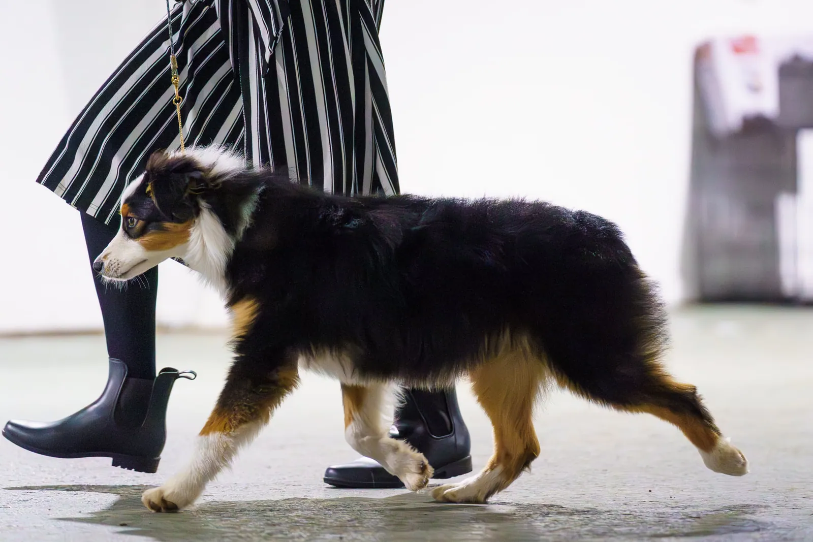 Knox gait — UKC show photo