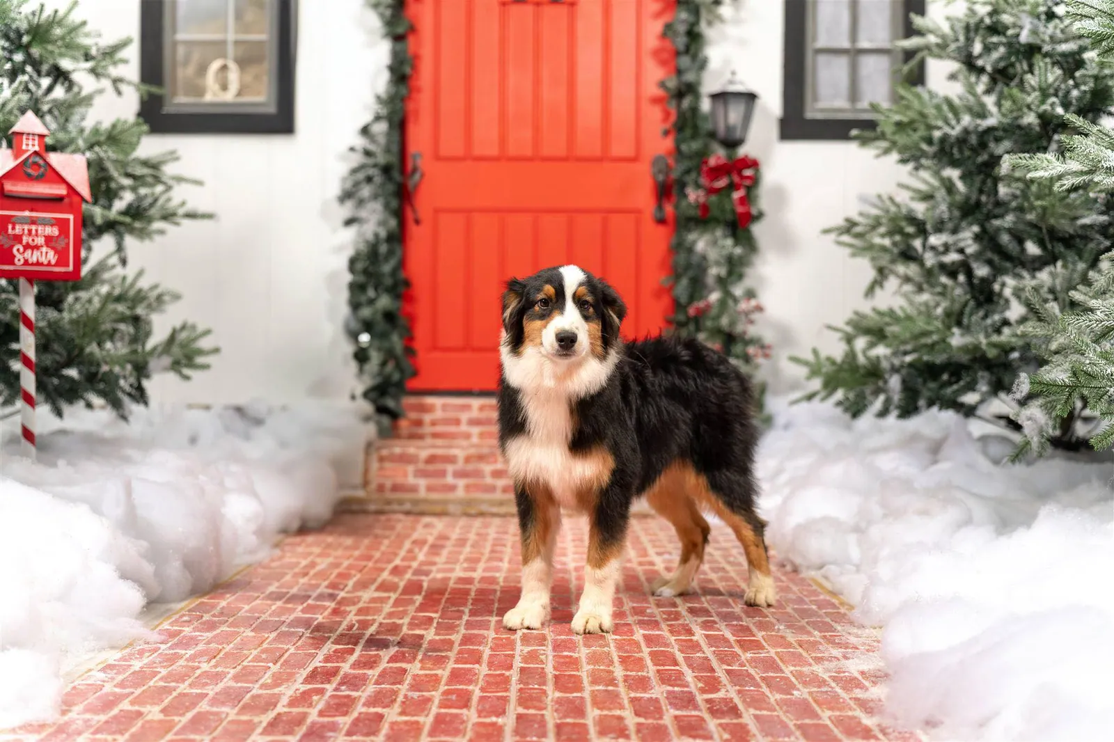 Knox outdoors — BFF Aussies