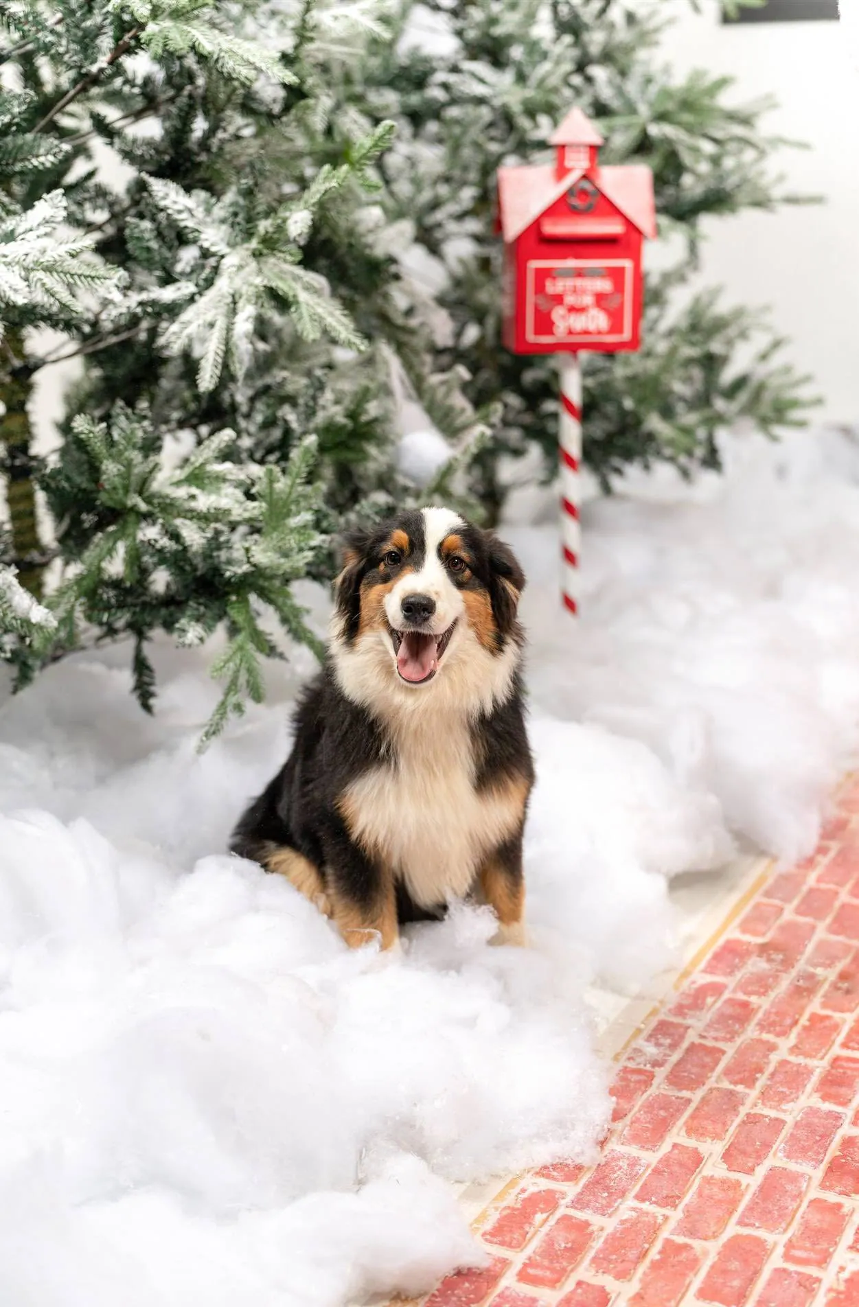 Knox portrait — BFF Aussies