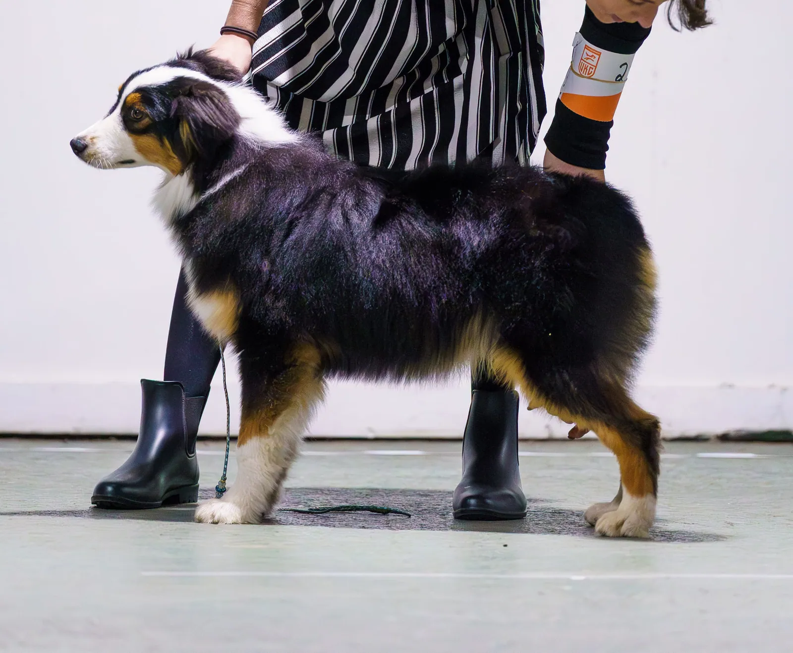 Knox stack — UKC show photo