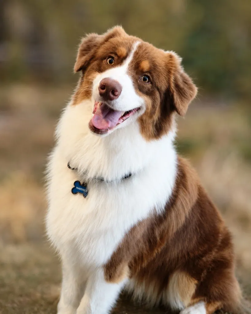 Maverick — BFF Aussies future hopeful