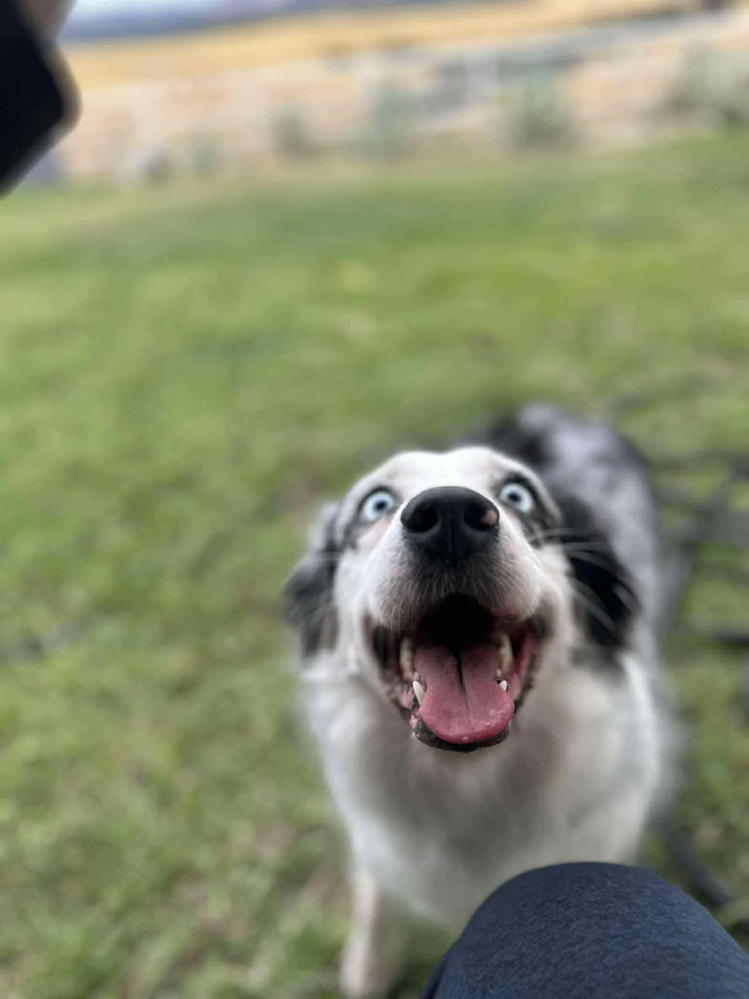 Pebbles outdoors — BFF Aussies
