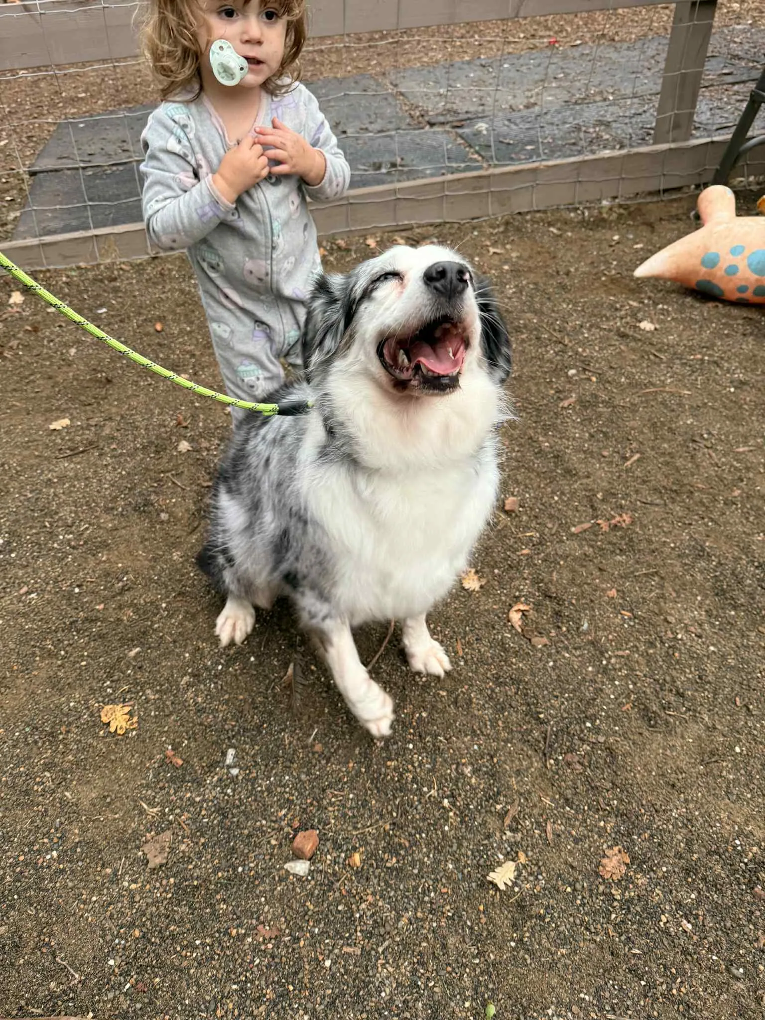 Pebbles — BFF Aussies