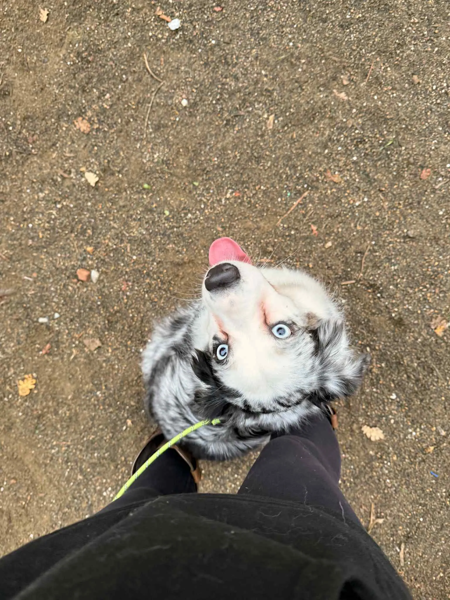 Pebbles portrait — BFF Aussies
