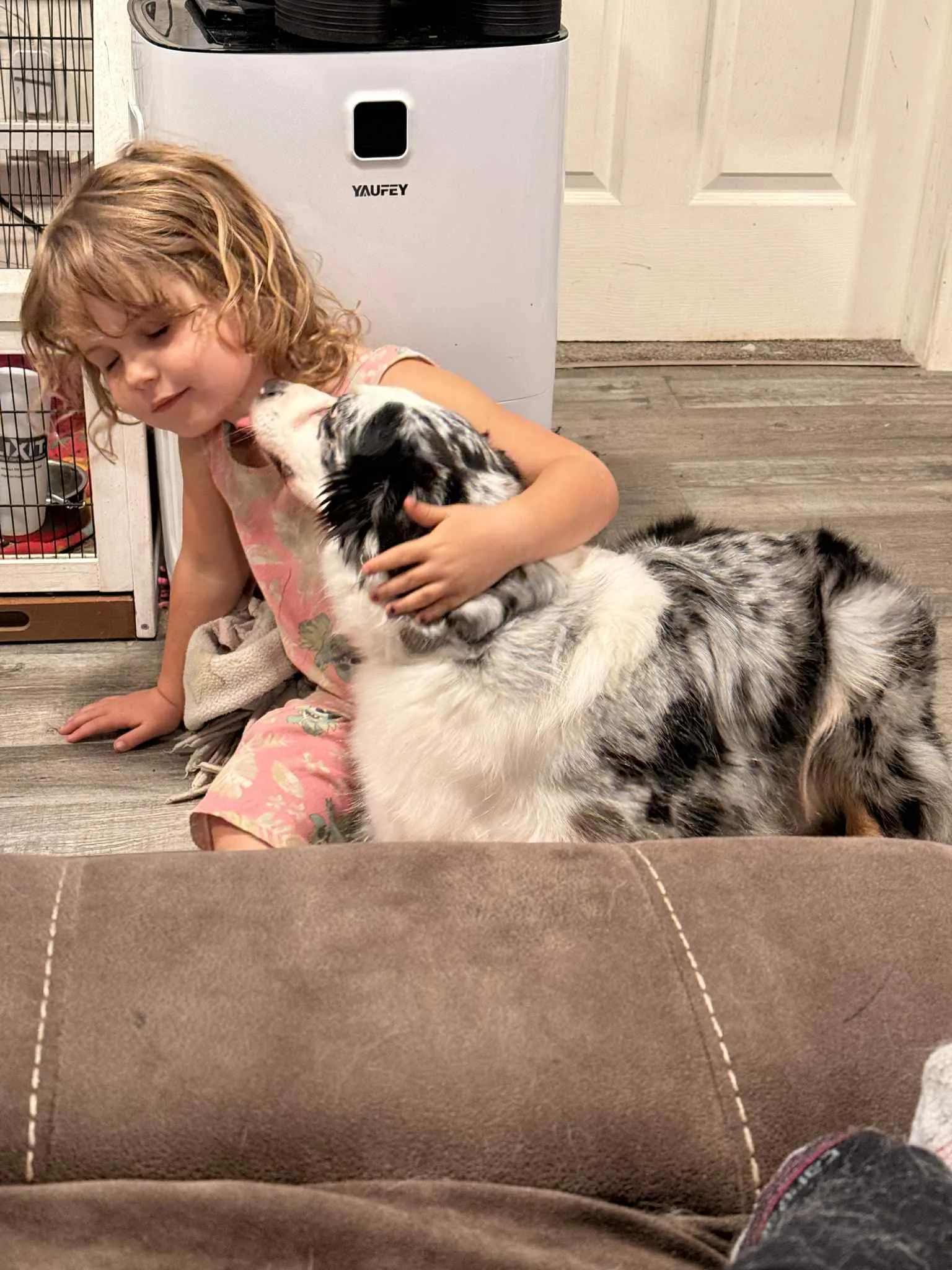 Child cuddling Pebbles, a blue merle Australian Shepherd, in a BFF Aussies guardian family home