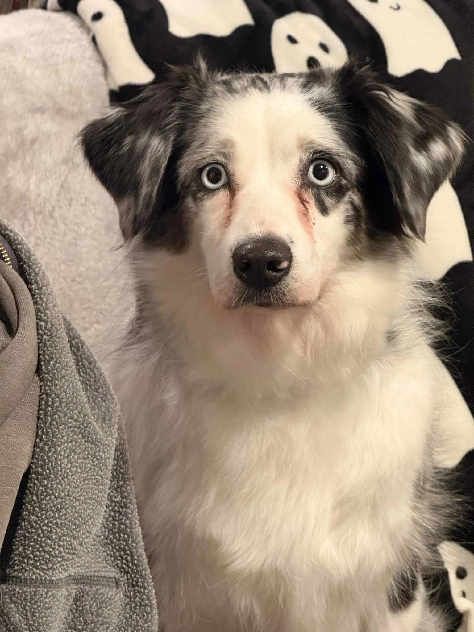 Pebbles — BFF Aussies program mom