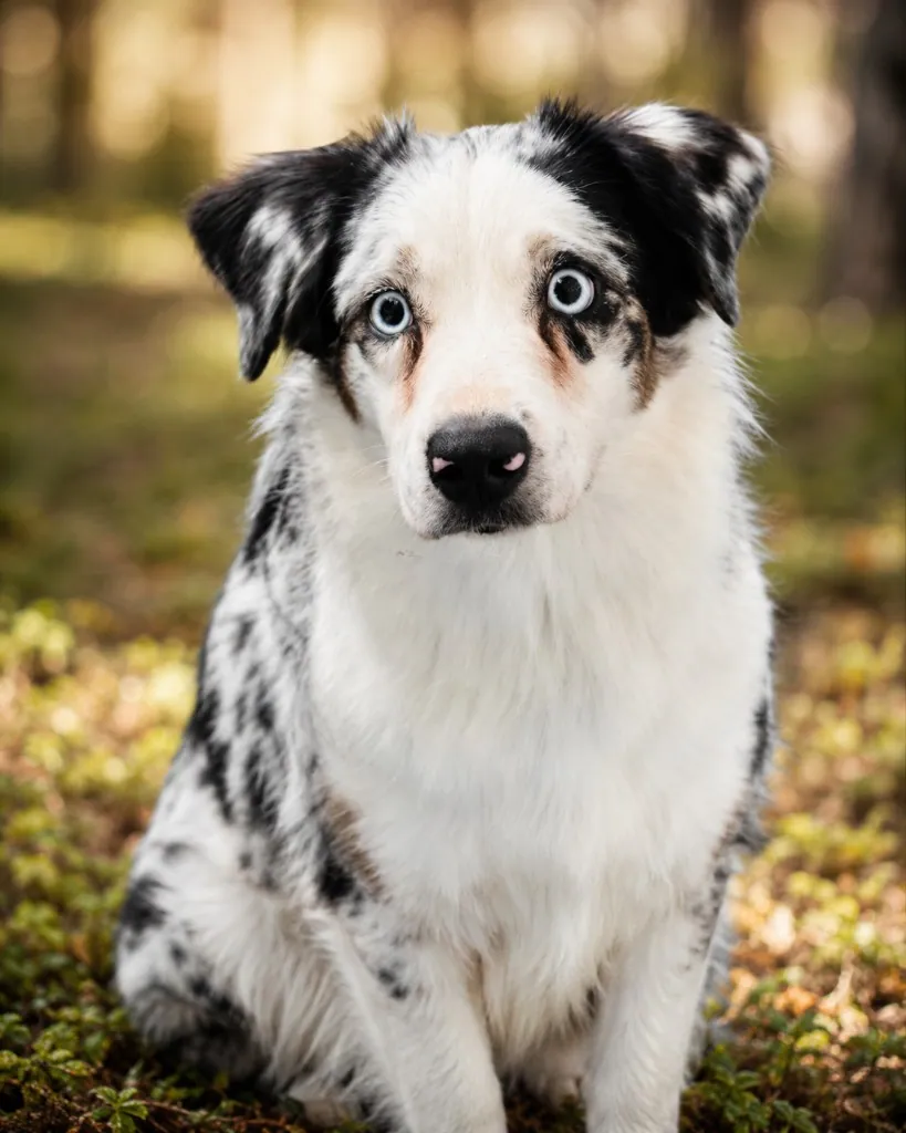 Pebbles, retired Australian Shepherd mom at BFF Aussies