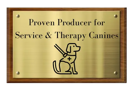 Phoebe service dog award — BFF Aussies