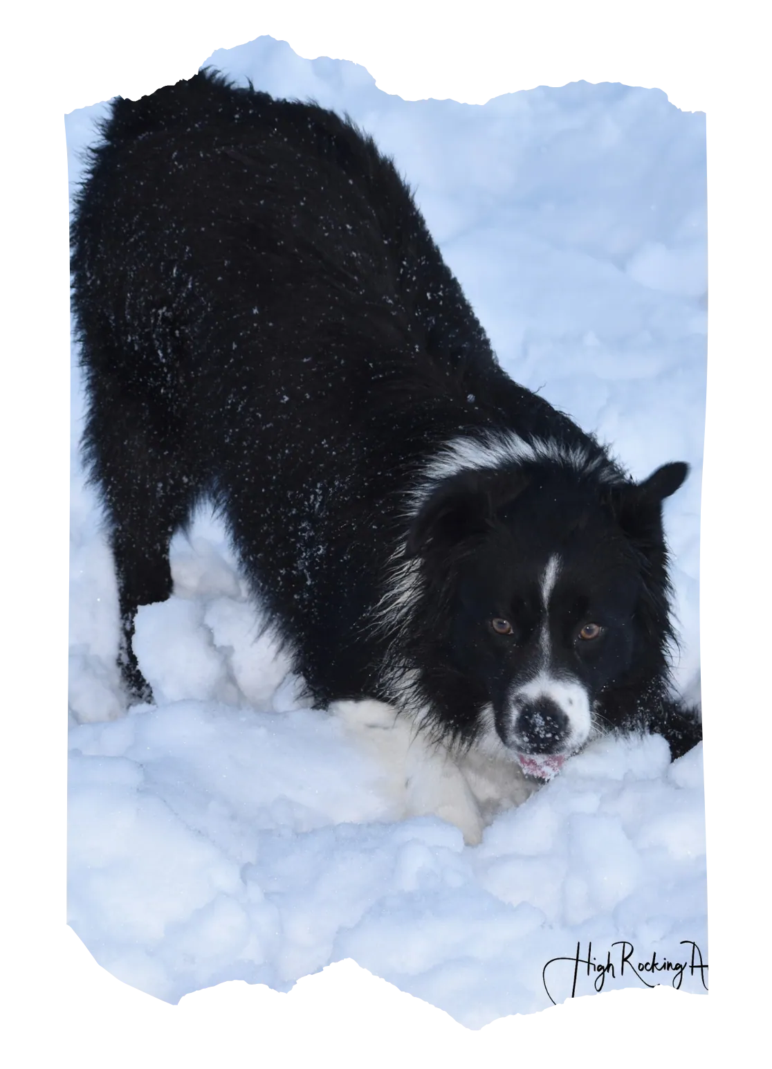 Phoebe, retired black tri Australian Shepherd mom at BFF Aussies