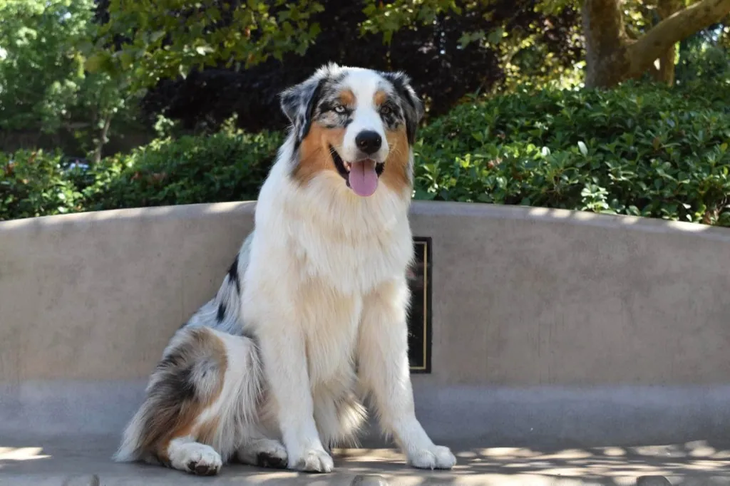 Potter sitting outdoors — BFF Aussies hopeful male