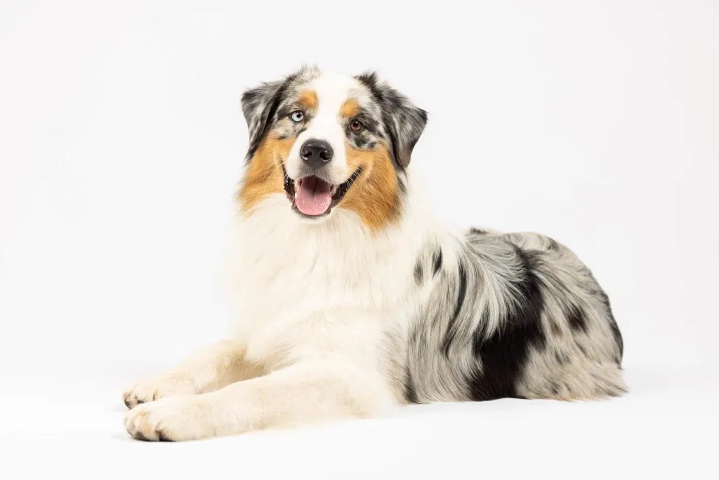 Potter studio portrait — BFF Aussies hopeful male
