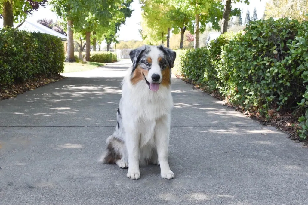 Potter sitting on a tree-lined path — BFF Aussies hopeful male