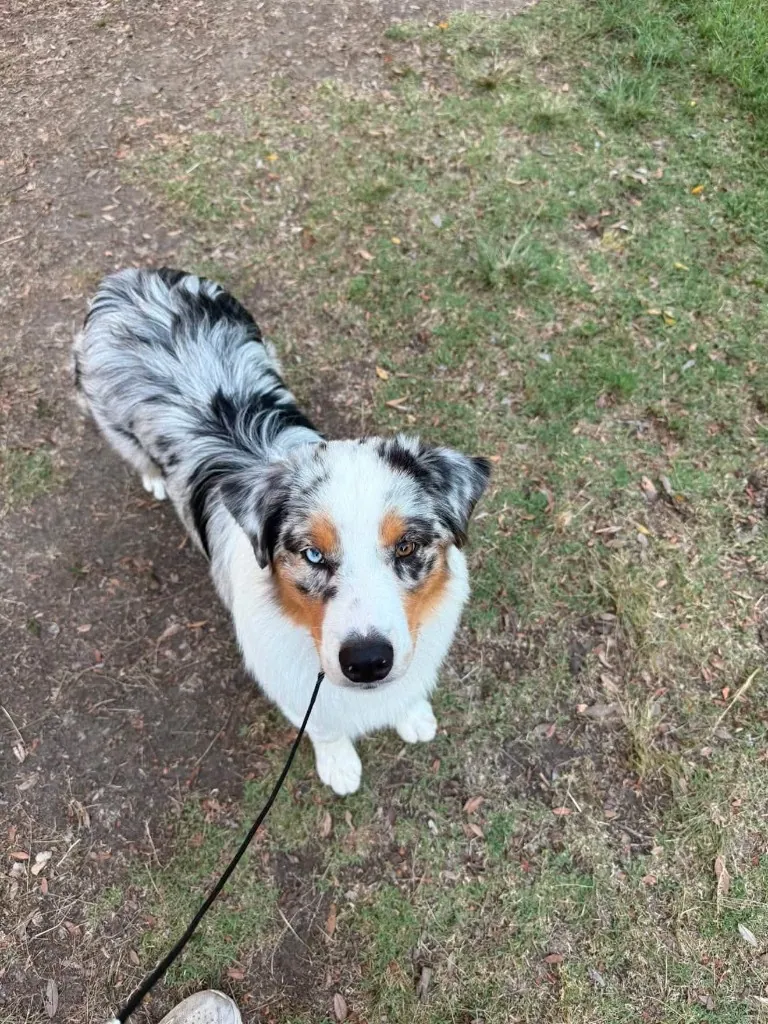 Potter looking up on a walk — BFF Aussies hopeful male