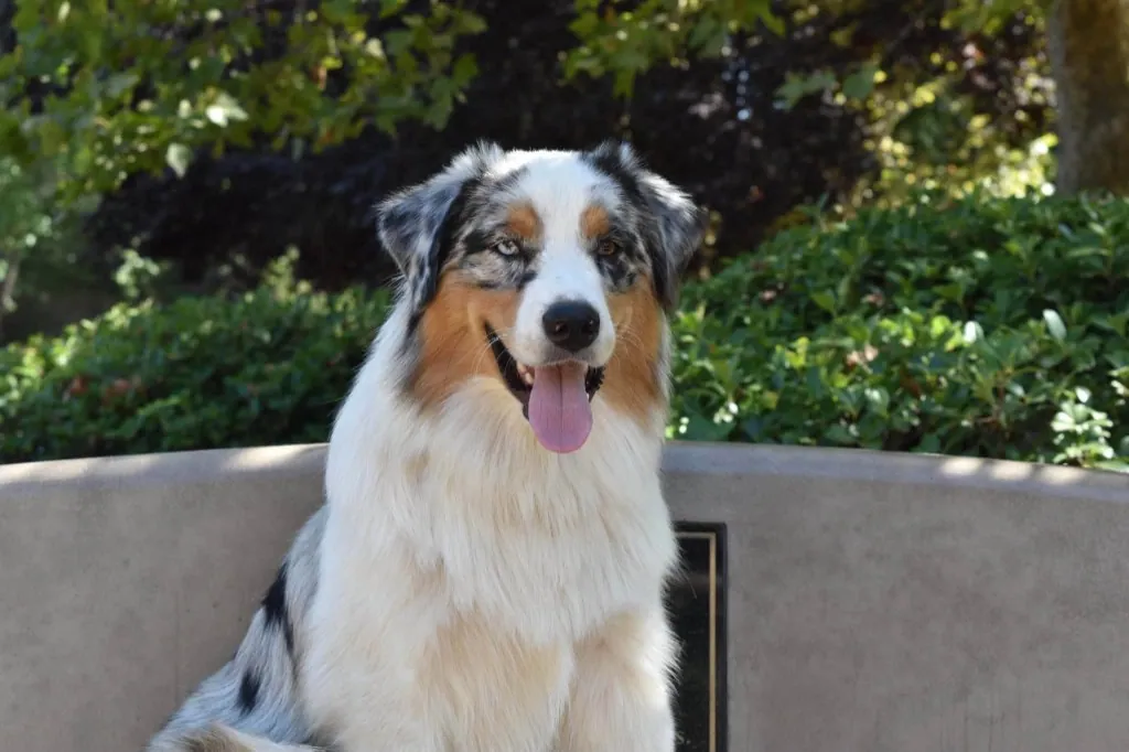 Potter, hopeful male Australian Shepherd at BFF Aussies