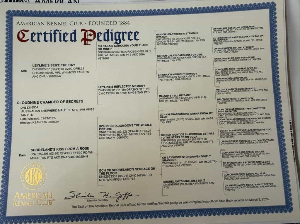 Potter's AKC certified pedigree — Cloudnine Chamber of Secrets