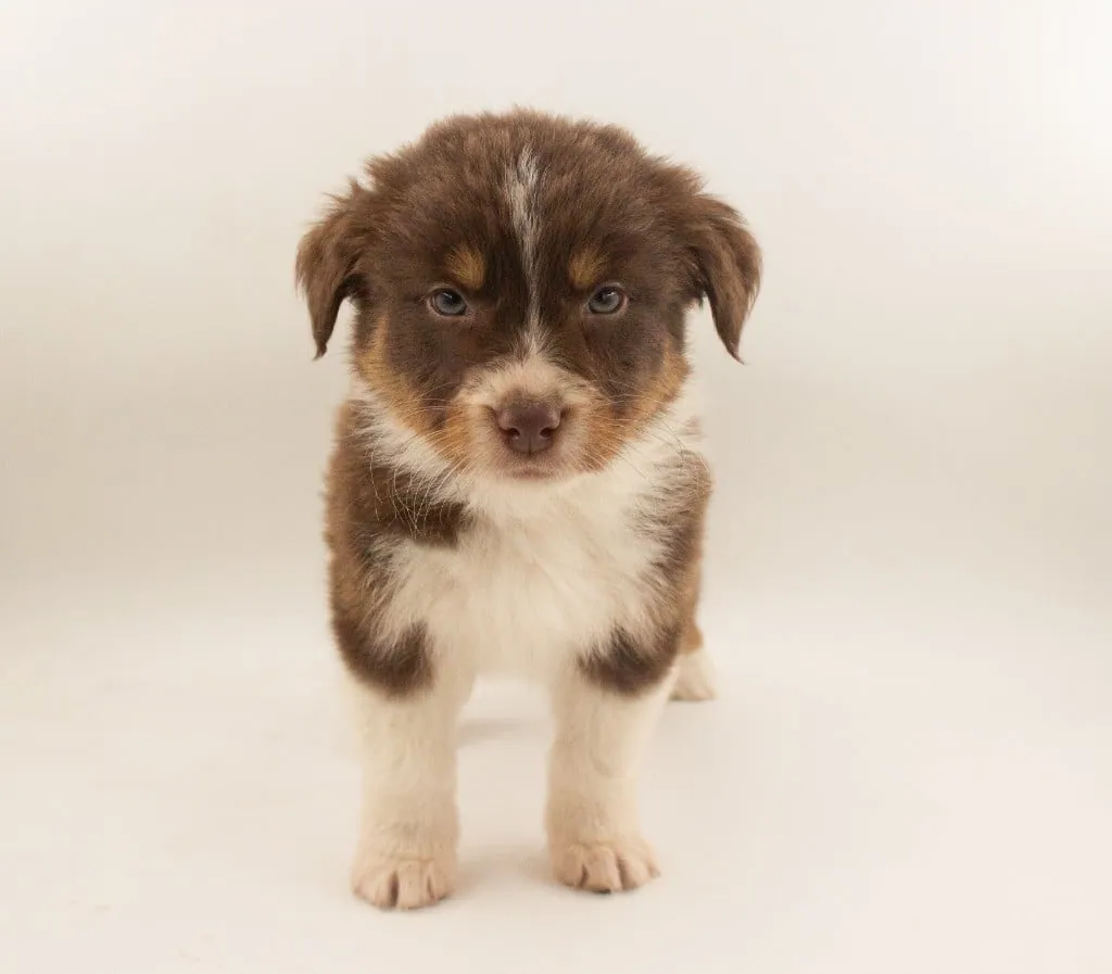 Past Australian Shepherd puppy from Red Willow x Rocky at BFF Aussies