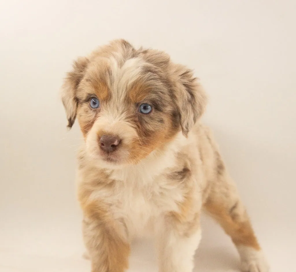 Past Australian Shepherd puppy from Red Willow x Rocky at BFF Aussies
