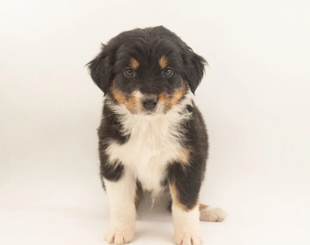 Past Australian Shepherd puppy from Red Willow x Rocky at BFF Aussies