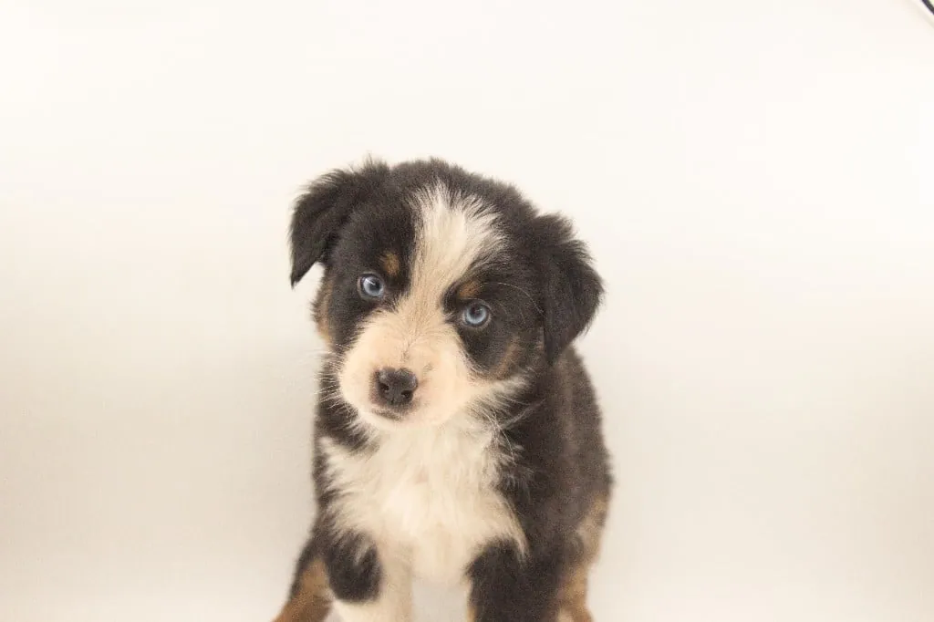 Past Australian Shepherd puppy from Red Willow x Rocky at BFF Aussies