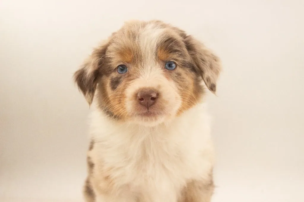 Past Australian Shepherd puppy from Red Willow x Rocky at BFF Aussies