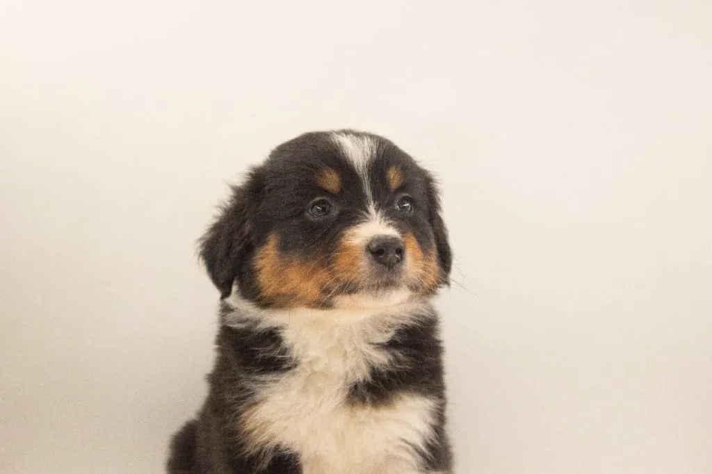 Past Australian Shepherd puppy from Red Willow x Rocky at BFF Aussies