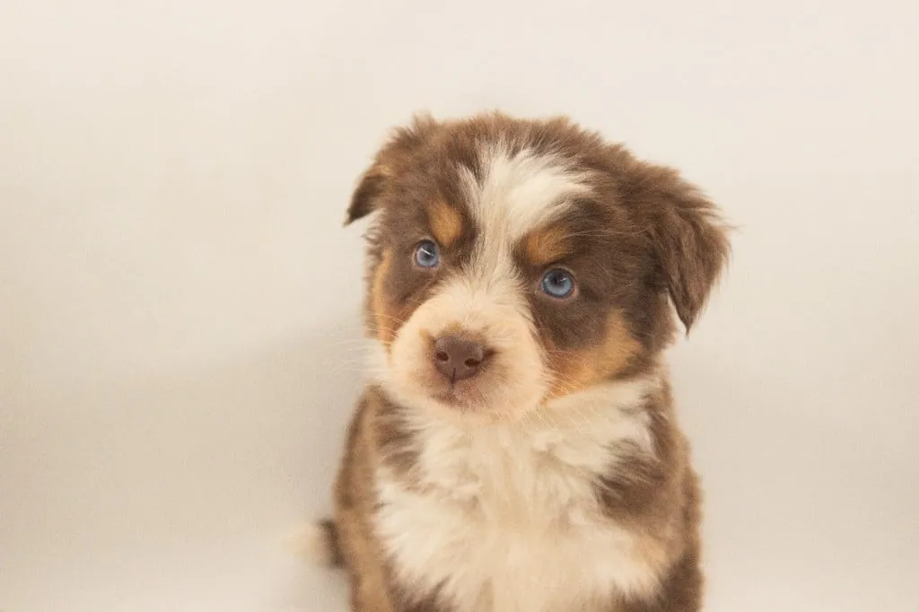 Past Australian Shepherd puppy from Red Willow x Rocky at BFF Aussies