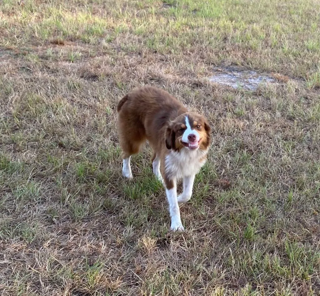 Red Willow — BFF Aussies