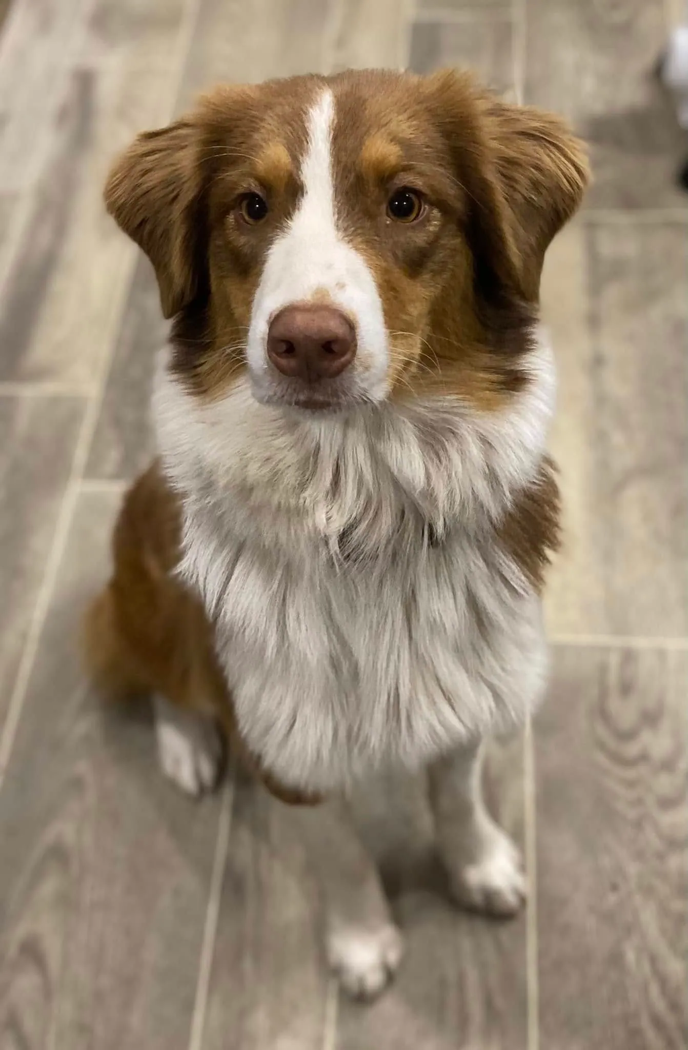 Red Willow portrait — BFF Aussies