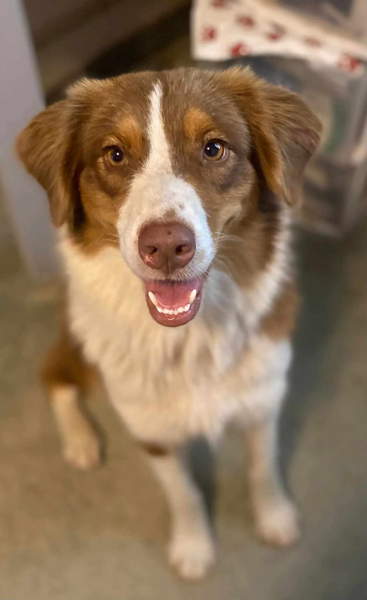 Red Willow — BFF Aussies program mom