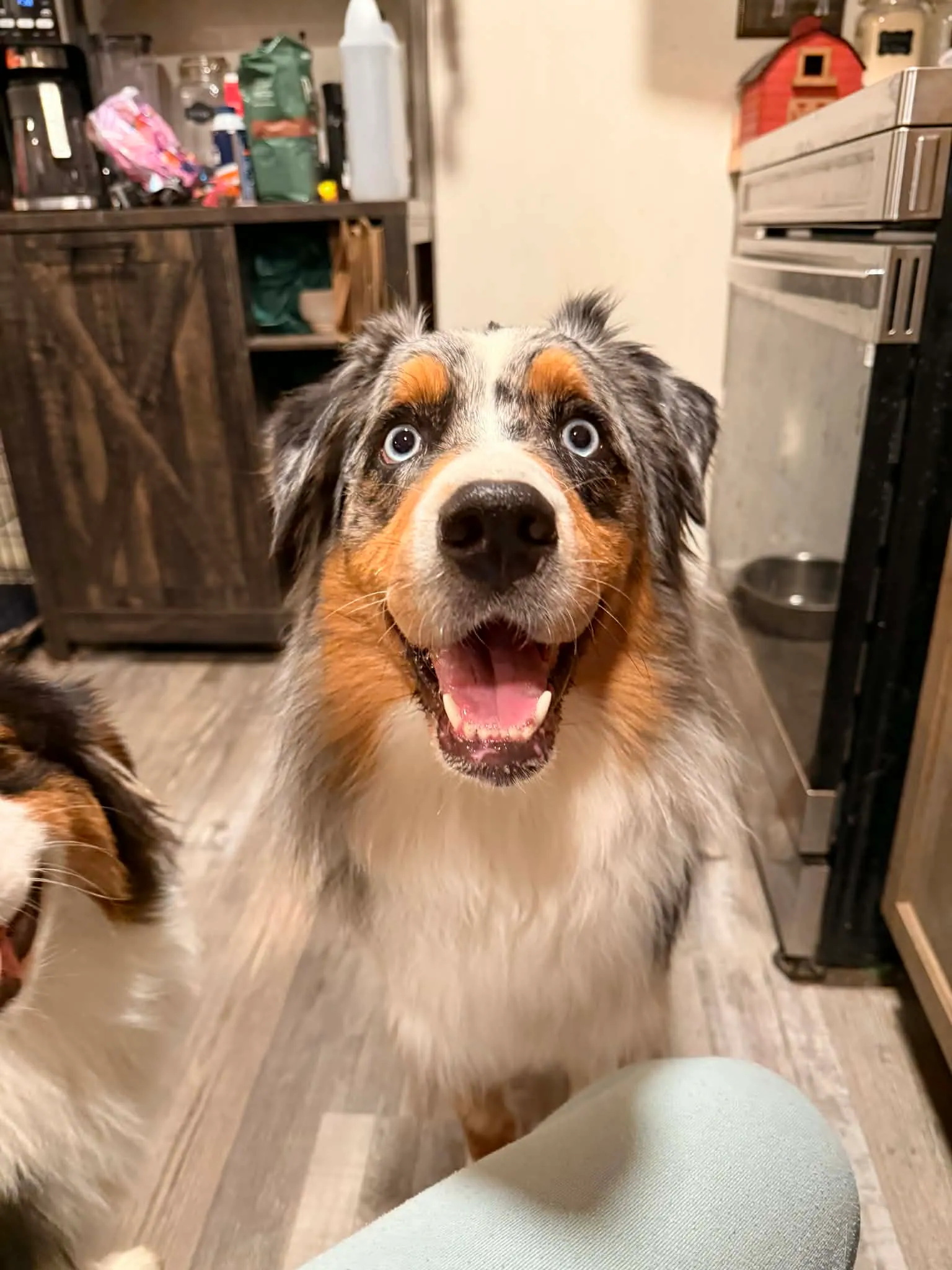 Rocky outdoors — BFF Aussies