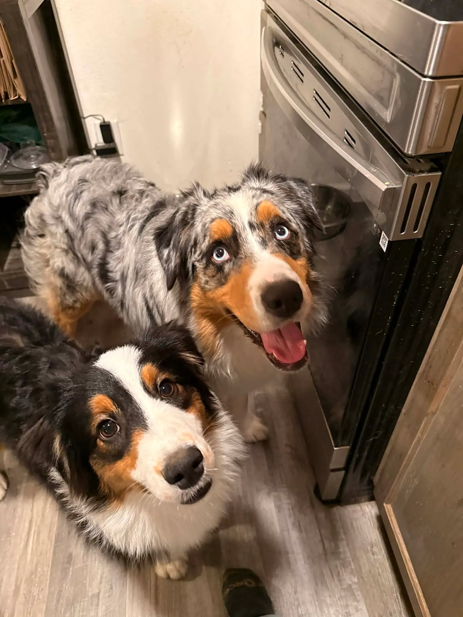 Rocky portrait — BFF Aussies