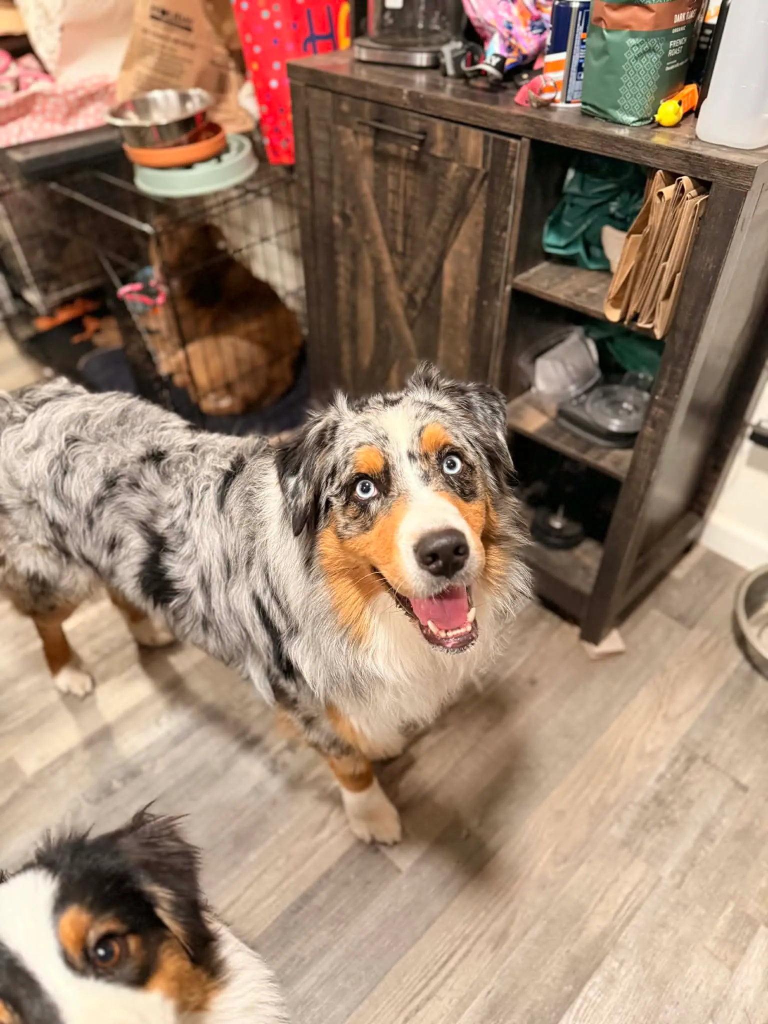 Rocky playing — BFF Aussies