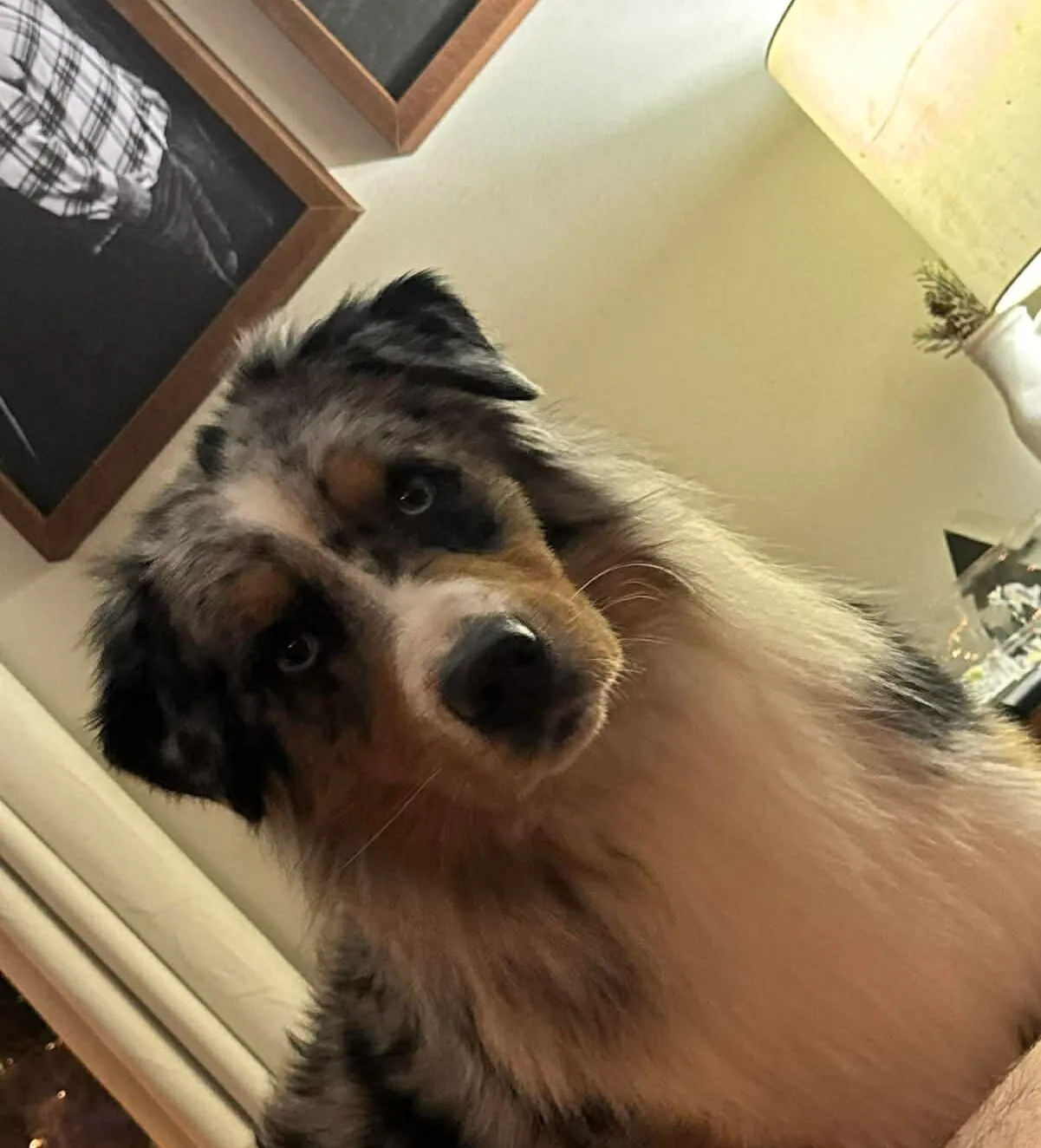 Rocky profile — BFF Aussies
