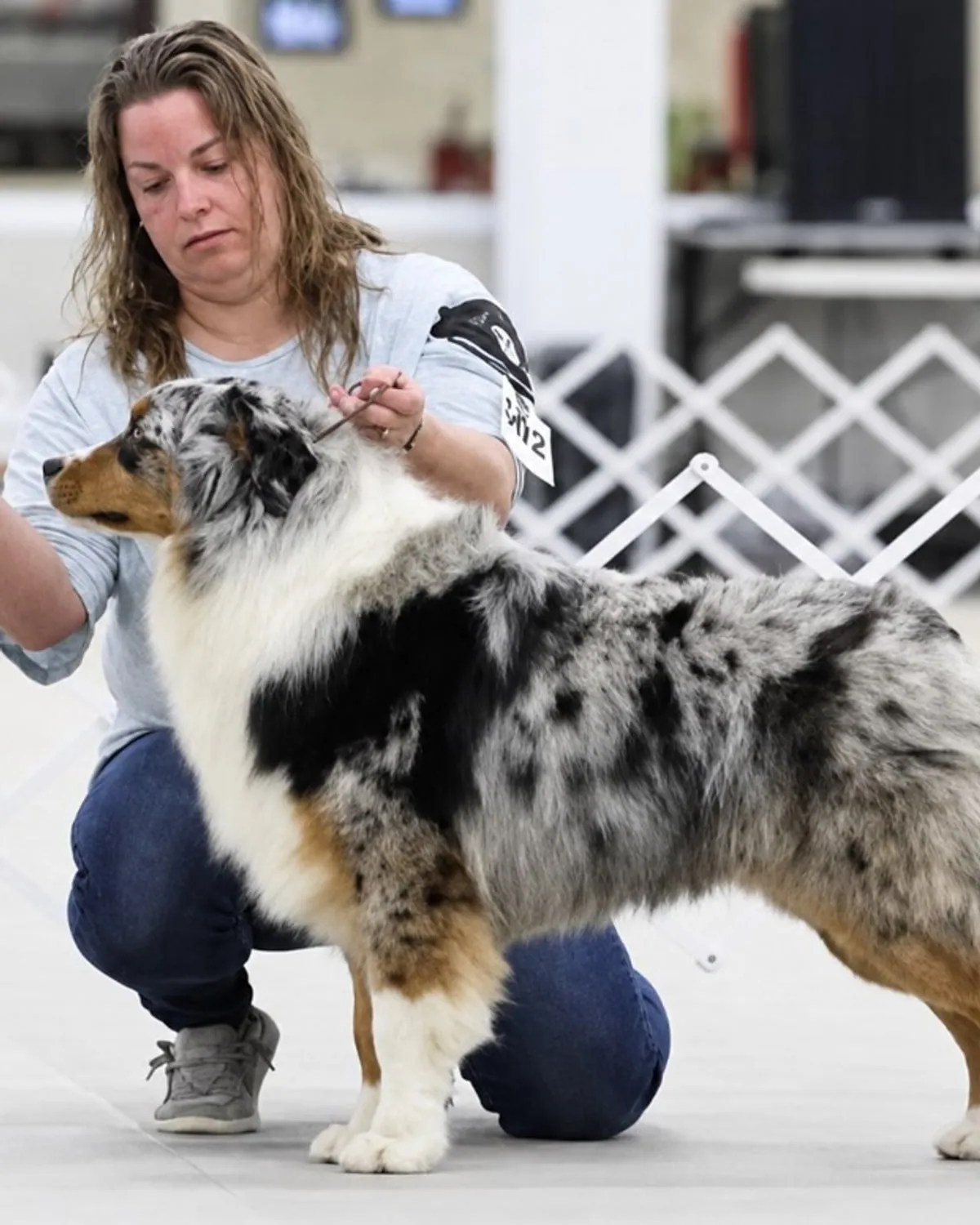 Rocky, Australian Shepherd stud at BFF Aussies