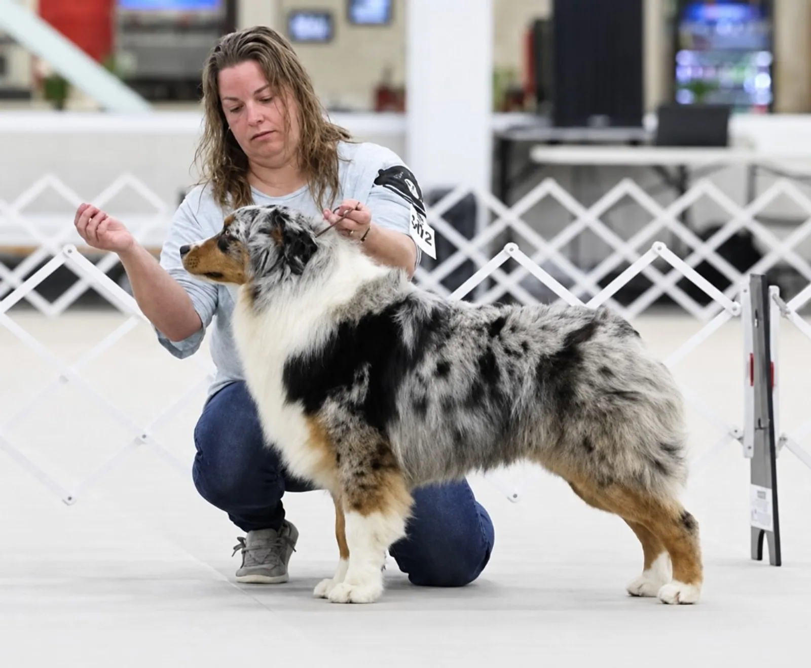 Rocky at a show — BFF Aussies