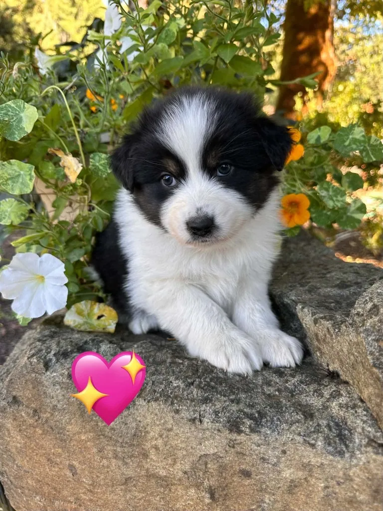 Vega, hopeful female Australian Shepherd at BFF Aussies
