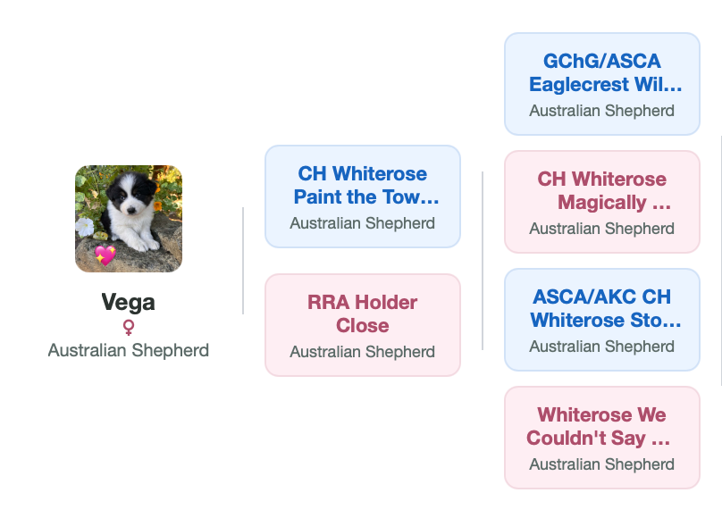 Vega's pedigree — CH Whiterose Paint the Town and RRA Holder Close