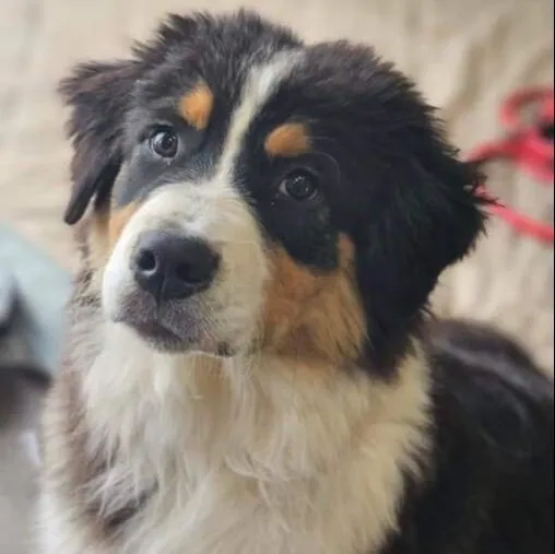 Whiskey headshot — Australian Shepherd