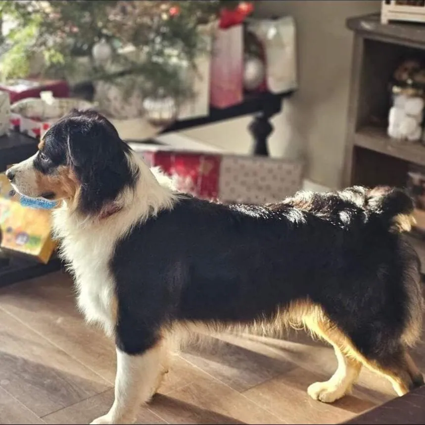 Whiskey side profile — Australian Shepherd